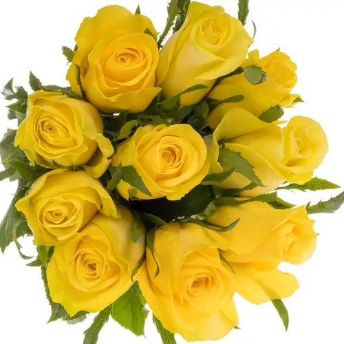 Rose gelb Lemon Strike 50cm