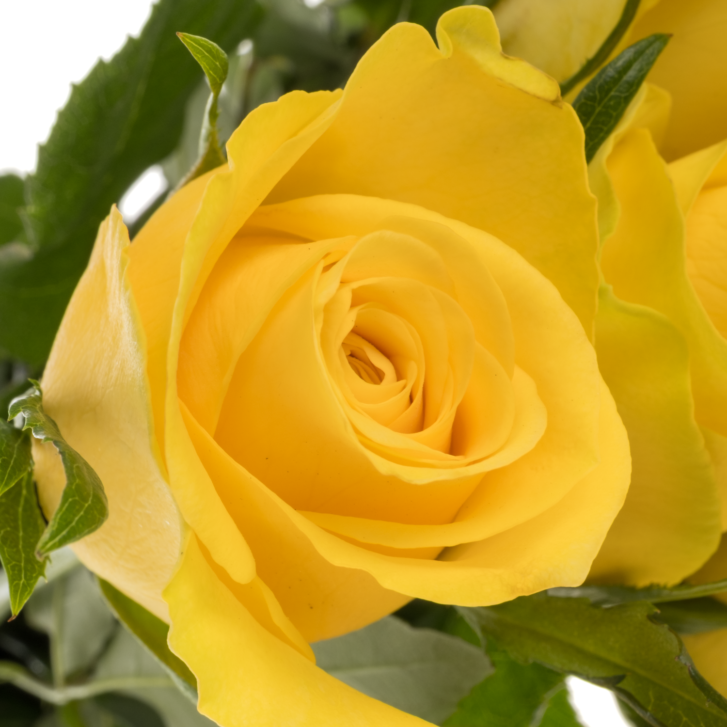 Rose gelb Lemon Strike 50cm