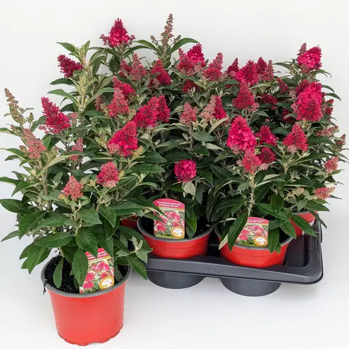 Buddleja rot Butterfly T17 H045