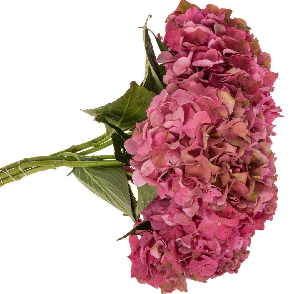 Hortensie alt rosa Rodeo Bol 16-18cm 40cm