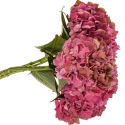 Hortensie alt rosa Rodeo Bol 16-18cm 40cm