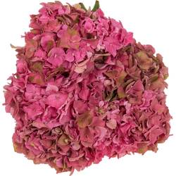 Hortensie alt rosa Rodeo Bol 16-18cm 40cm