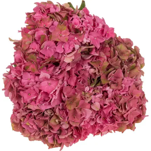 Hortensie alt rosa Rodeo Bol 16-18cm 40cm