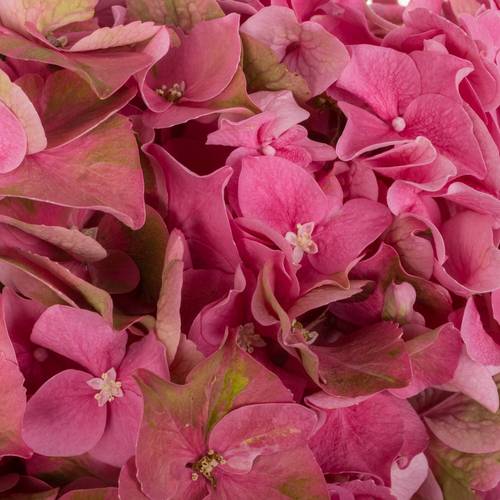 Hortensie alt rosa Rodeo Bol 16-18cm 40cm