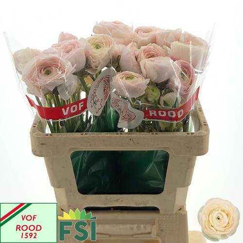 Ranunkel lachs Real Paris 70 Gramm 52cm