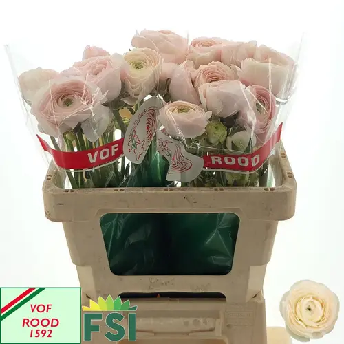 Ranunkel lachs Real Paris 70 Gramm 52cm