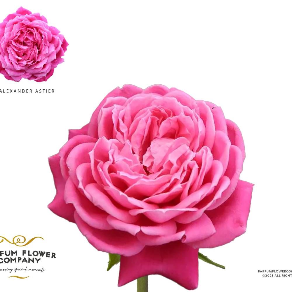 Rose rosa Meilland Alexander Astier 50cm