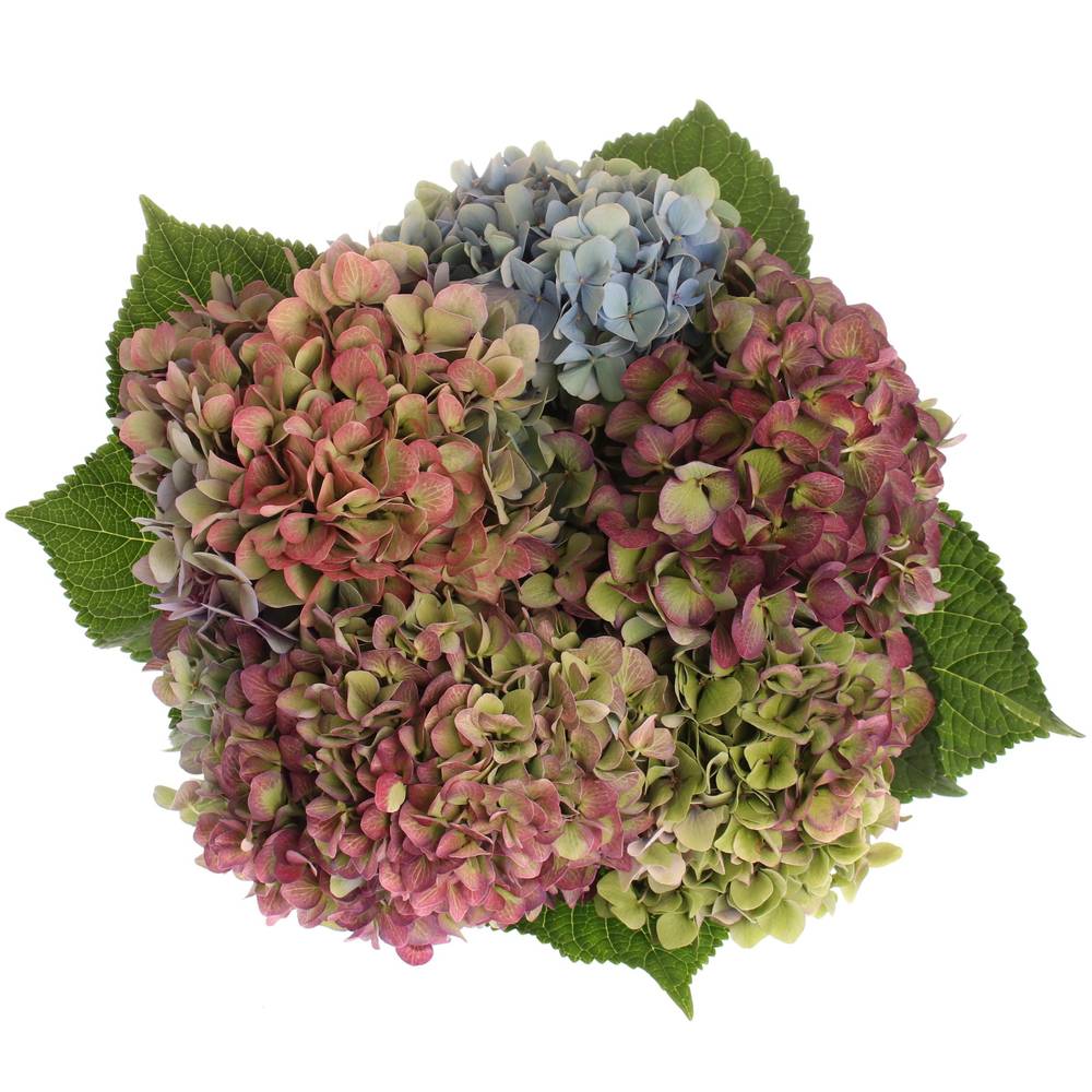 Hortensie bunt Rodeo Classic Bol 13cm 40cm