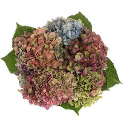 Hortensie bunt Rodeo Classic Bol 13cm 40cm