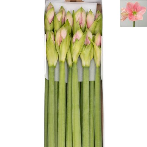 Amaryllis Krt.dunkel rosa Paris X 10