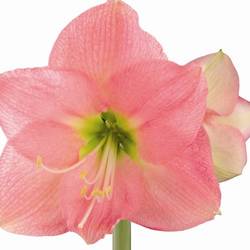 Amaryllis Krt.dunkel rosa Paris X 10