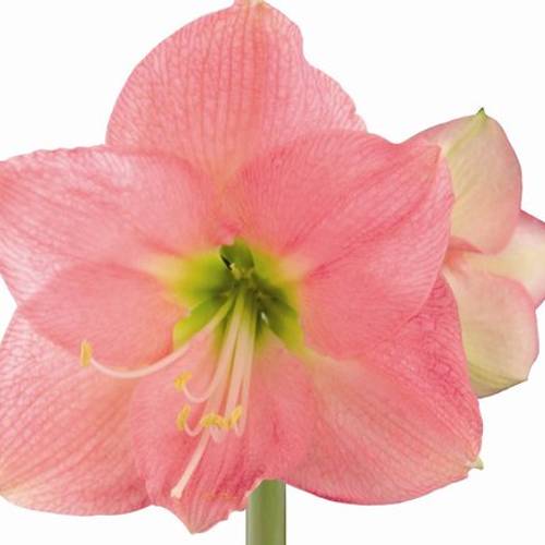 Amaryllis Krt.dunkel rosa Paris X 10