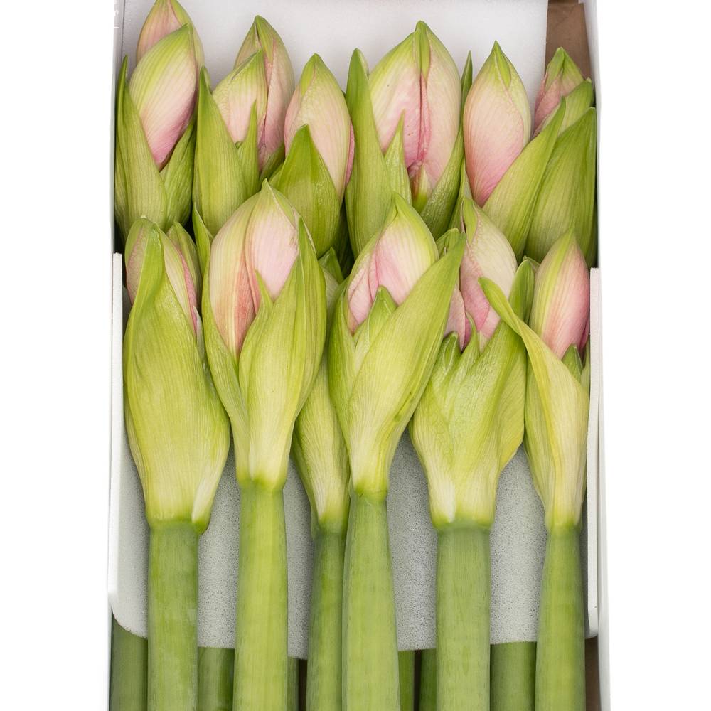 Amaryllis Krt.dunkel rosa Paris X 10