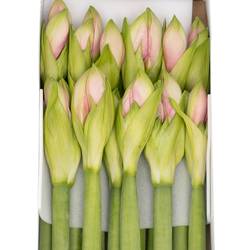 Amaryllis Krt.dunkel rosa Paris X 10