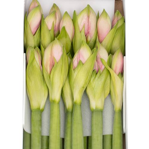 Amaryllis Krt.dunkel rosa Paris X 10
