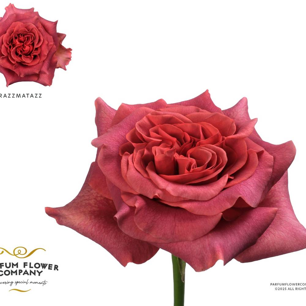 Rose braun Razzmatazz 50cm