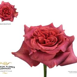 Rose braun Razzmatazz 50cm