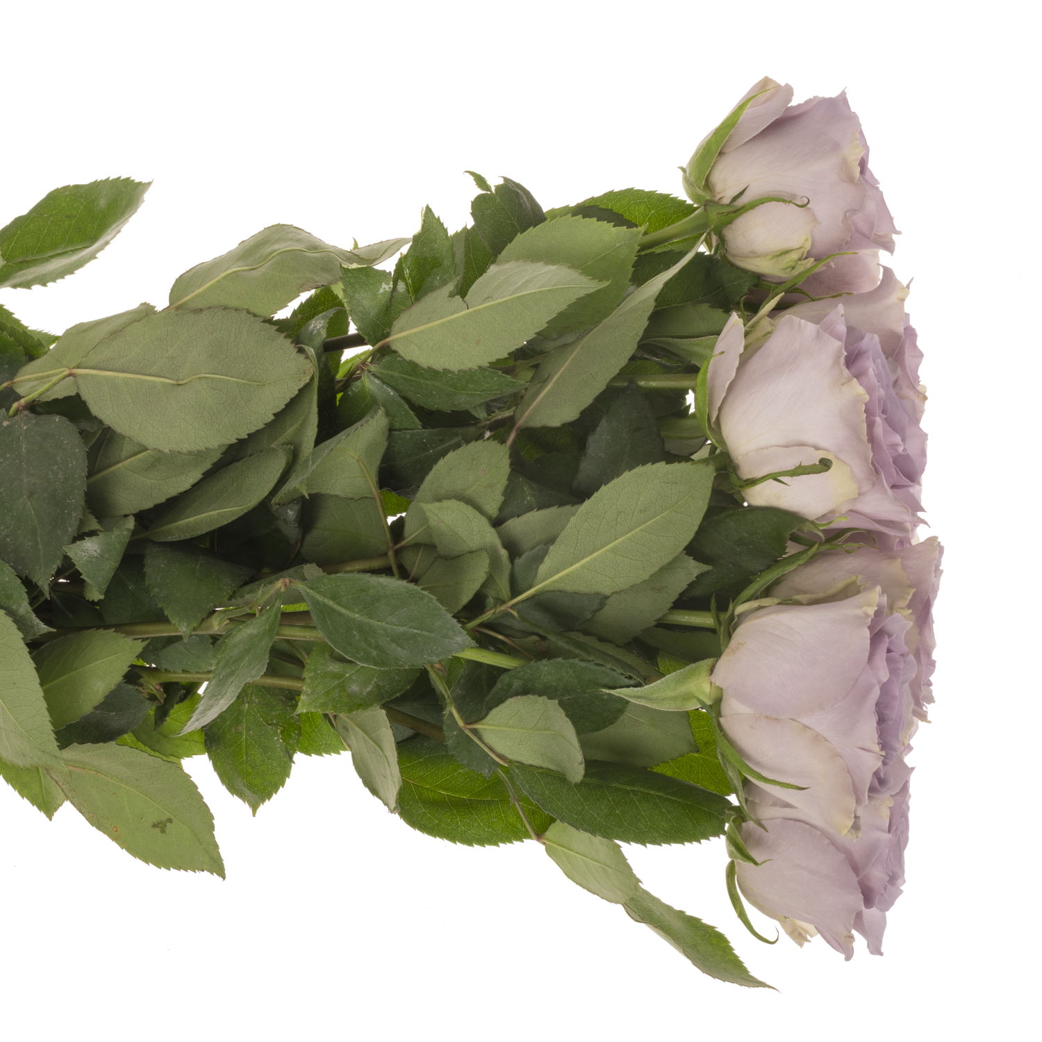 Rose milka Shocking Blue 50cm