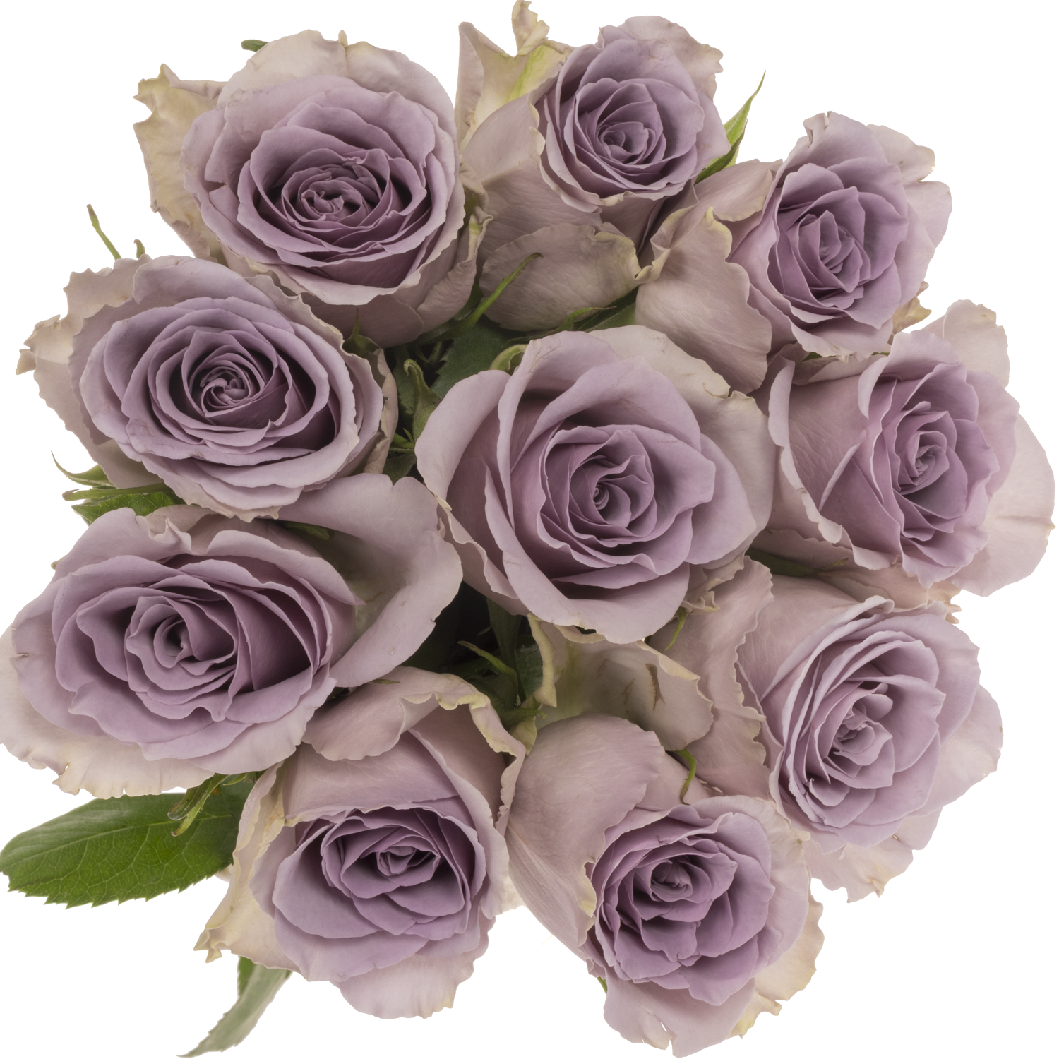 Rose milka Shocking Blue 50cm