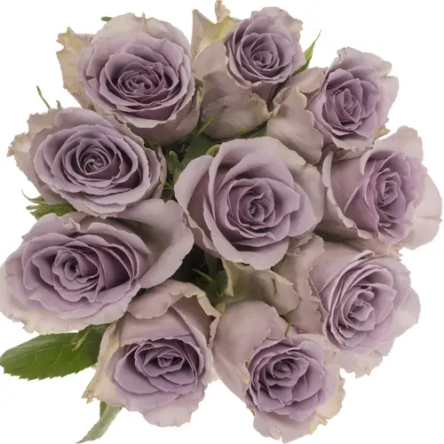 Rose milka Shocking Blue 50cm