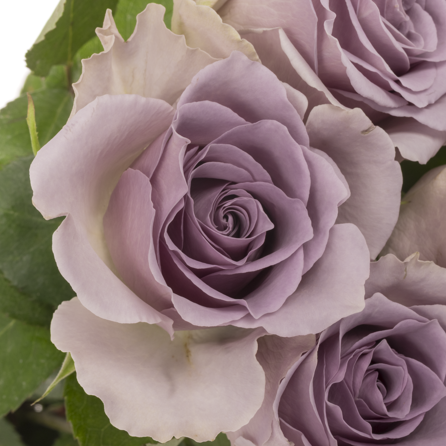 Rose milka Shocking Blue 50cm