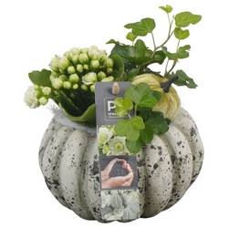 Kal.Arr PTHI5491 Herbst T14 H016