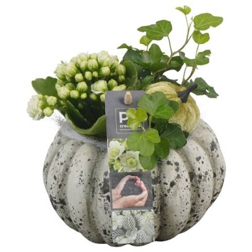 Kal.Arr PTHI5491 Herbst T14 H016