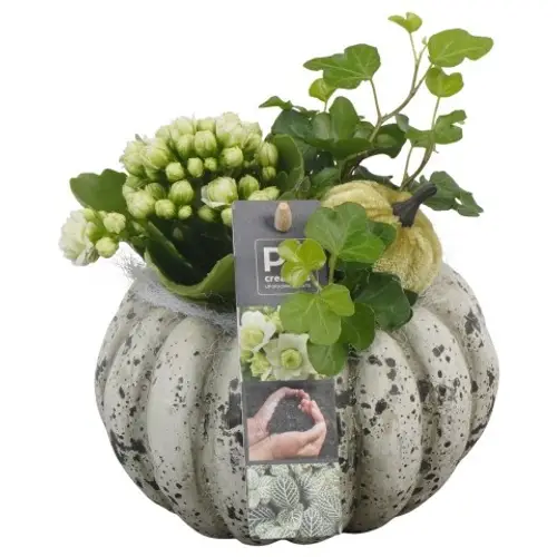Kal.Arr PTHI5491 Herbst T14 H016