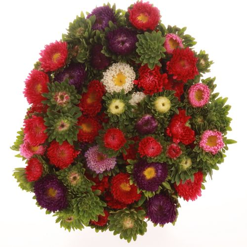 Aster mix Bündel 40cm
