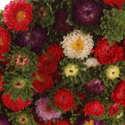 Aster mix Bündel 40cm