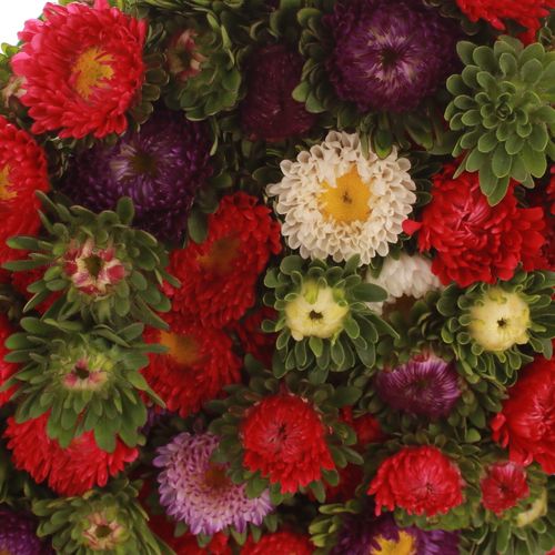 Aster mix Bündel 40cm