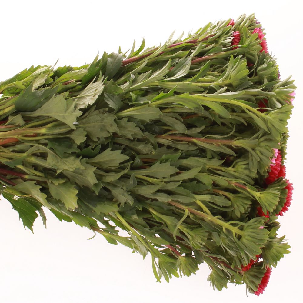Aster mix Bündel 40cm