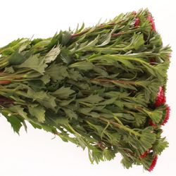 Aster mix Bündel 40cm