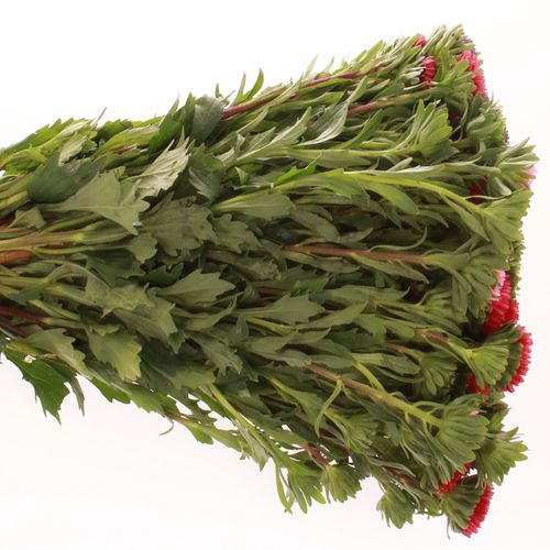Aster mix Bündel 40cm