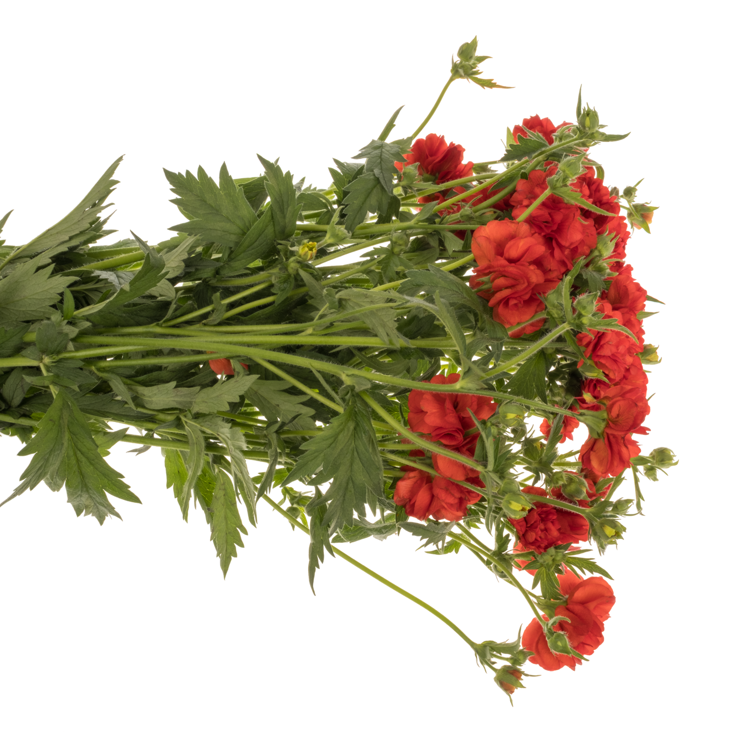 Geum rot Firestarter 55cm