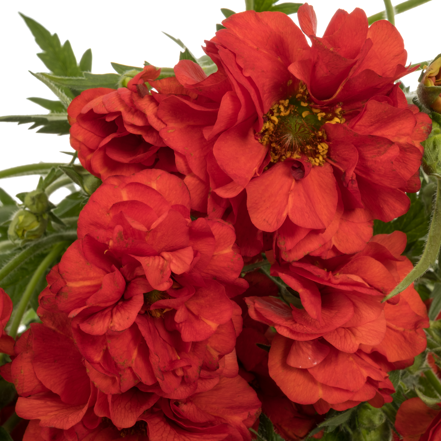 Geum rot Firestarter 55cm