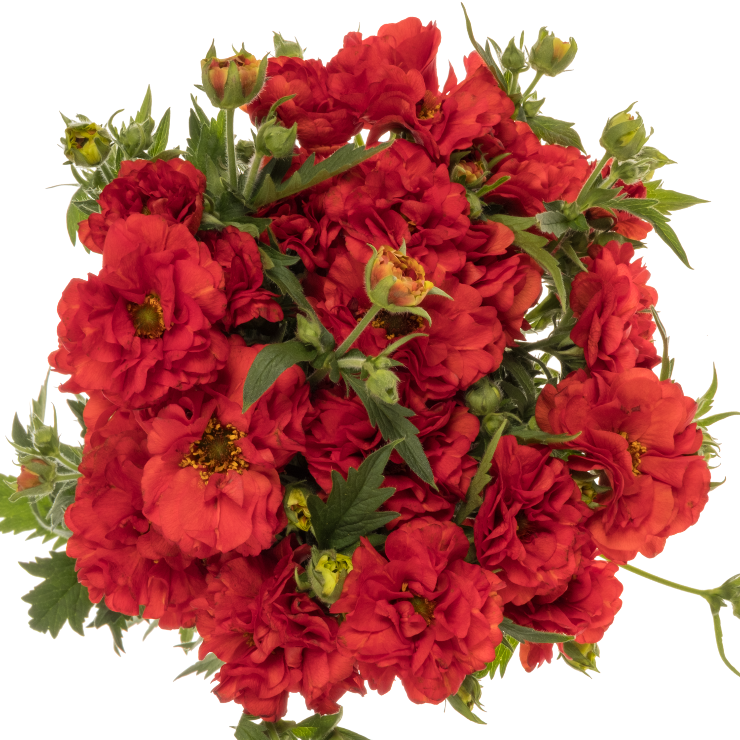 Geum rot Firestarter 55cm