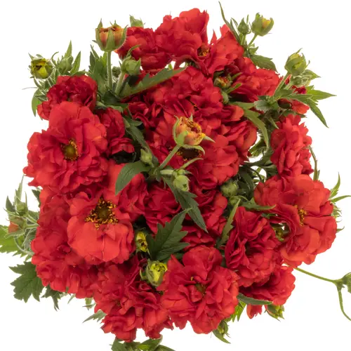 Geum rot Firestarter 55cm