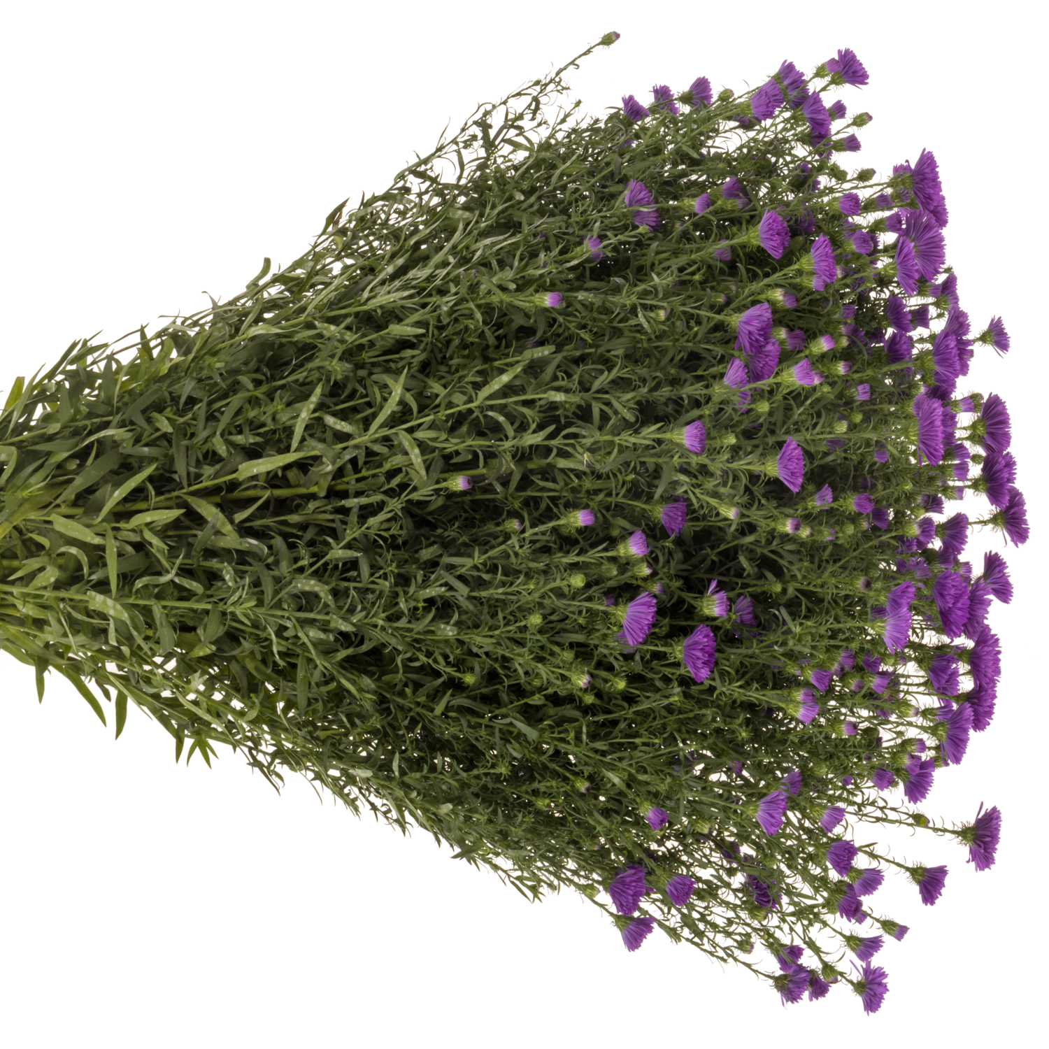 Aster lila Cecilia 40 gram 85cm