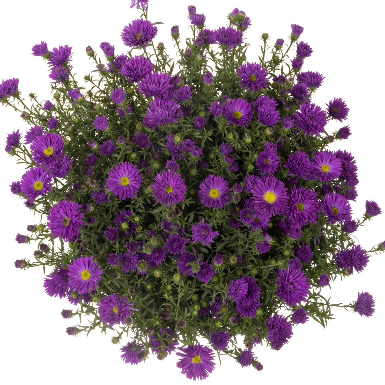 Aster lila Cecilia 40 gram 85cm