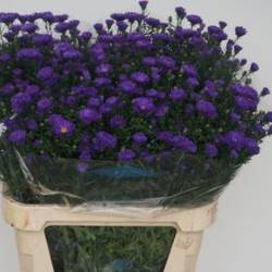 Aster Blau Ceclia 40 gram 85cm