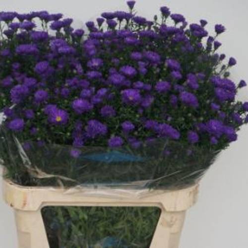 Aster Blau Ceclia 40 gram 85cm
