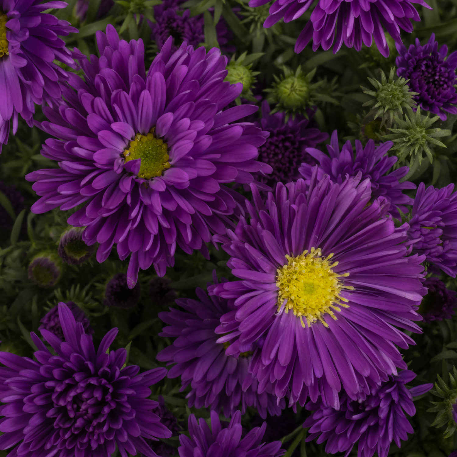 Aster lila Cecilia 40 gram 85cm