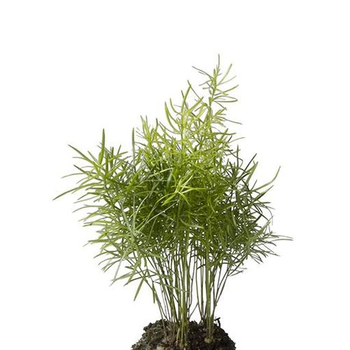 Asparagus Densiflorus Sprengeri T6 H18