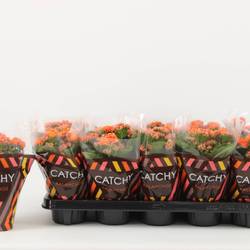 Kalanchoe Gef. orange Catchy Season T10,5 H023