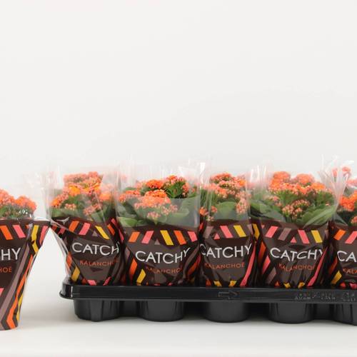 Kalanchoe Gef. orange Catchy Season T10,5 H023