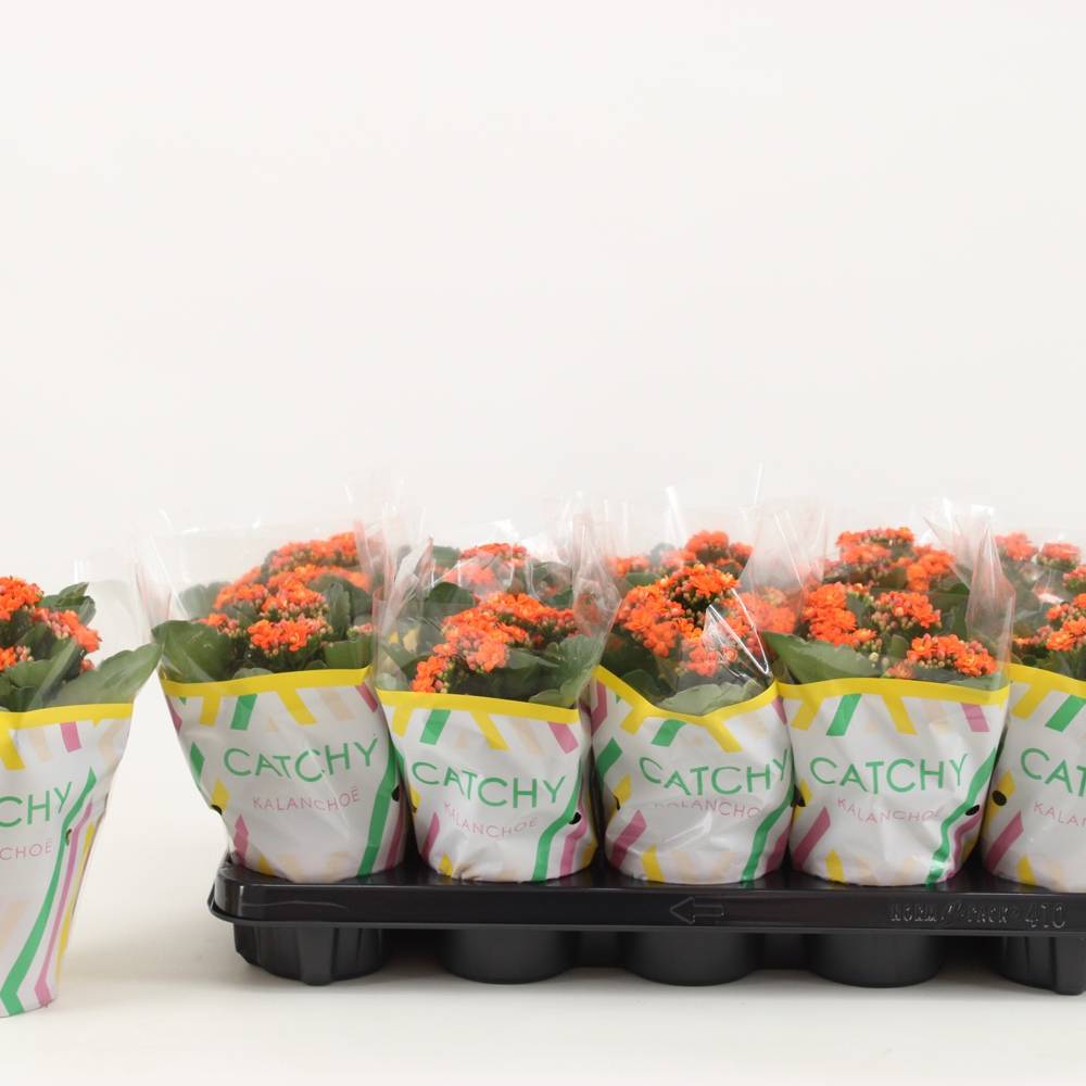 Kalanchoe Gef. orange Catchy Season T10,5 H023
