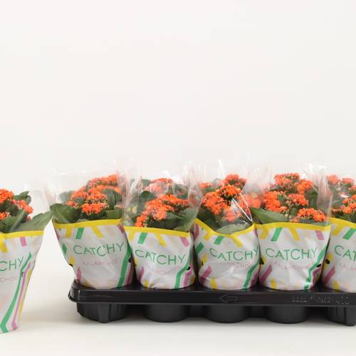 Kalanchoe Gef. orange Catchy Season T10,5 H023