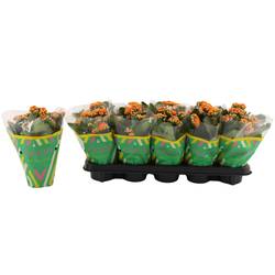 Kalanchoe Gef. orange Catchy Season T10,5 H023