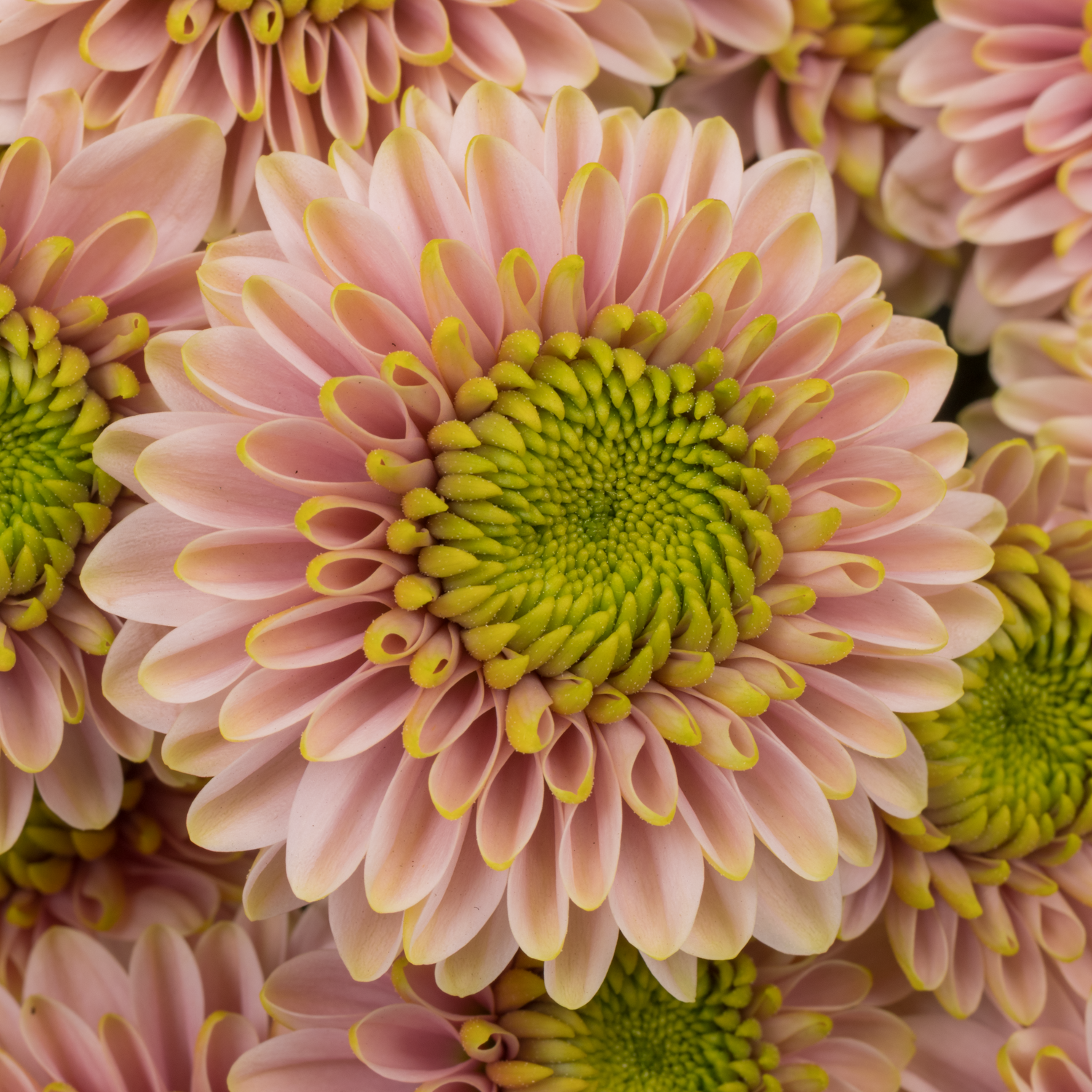 Santini hell rosa/hell grün Davina 1000 Gramm 55cm